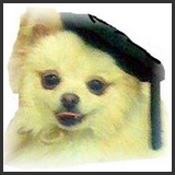 Doggma Decorum Dog Training